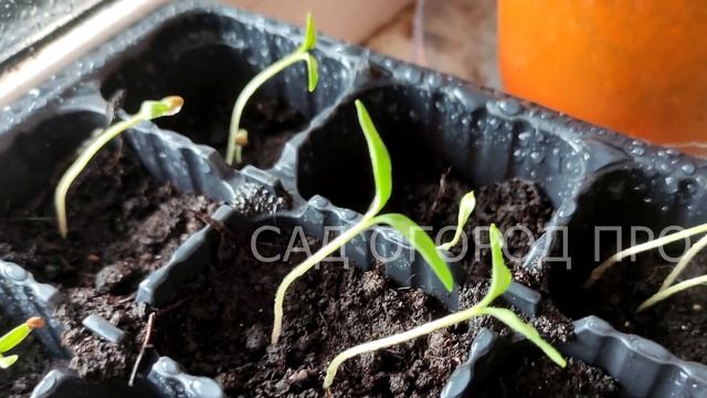 РАССАДА НИКОГДА НЕ БУДЕТ ВЫТЯГИВАТЬСЯ! СДЕЛАЙТЕ ТАК ДЛЯ ПОЛУЧЕНИЯ КРЕПКОЙ РАССАДЫ! смотреть онлайн