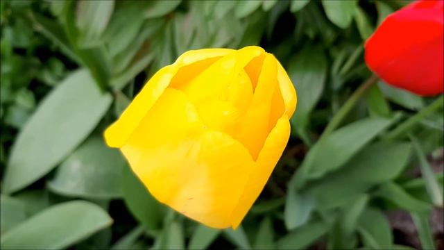 ТЮЛЬПАН ЗОЛОТАЯ ГИТАРА смотреть онлайн