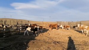 Ферма,, ЗАРЕЧЬЕ,, Начало овцеводства и скотоводства.