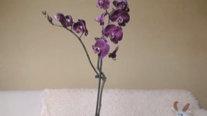 Орхидея Каменная Роза. Это просто УДАЧА! Пришел, увидел и КУПИЛ!