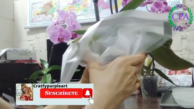 Qué significan por Color?[Phalaenopsis] Curiosidades🤨[Cómo decorarla] смотреть онлайн