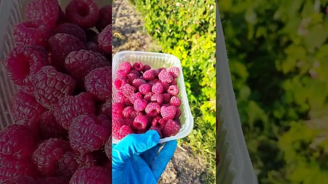 Забыли контейнер с ягодой на грядке на сутки на солнце. Сорт Поклон Казакову#shorts смотреть онлайн