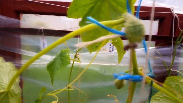 Дача. Варенье из черноплодки смотреть онлайн