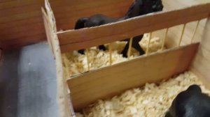 Обзор моей самодельной конюшни для лошадей Schleich