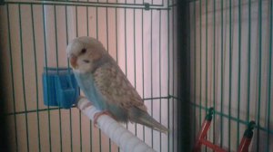 ВИДЕО УРОК ДЛЯ  ПОПУГАЯ ПО ИМЕНИ КЕША  НОМЕР 1УЧИМ ФРАЗУ КЕША