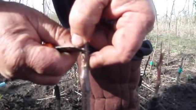 Окулировка весной смотреть онлайн