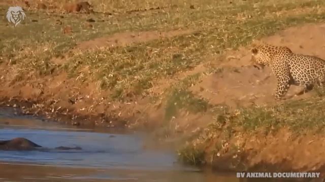 Extreme fight Leopard Vs Crocodile, Wild Animals Attack смотреть онлайн