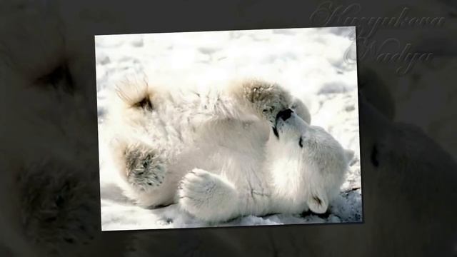 презентация белые медведи 1 класс смотреть онлайн