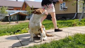 Староанглийский бульдог. Питомник. Москва