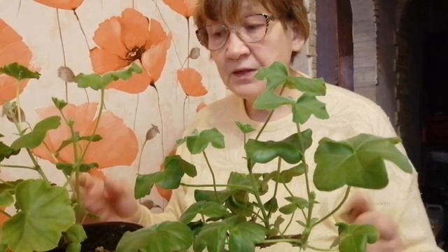 Итоги эксперимента на ПЕЛАРГОНИЯХ с применением препарата ВЕРМИКС)) Продолжаем тестировать дальше) смотреть онлайн