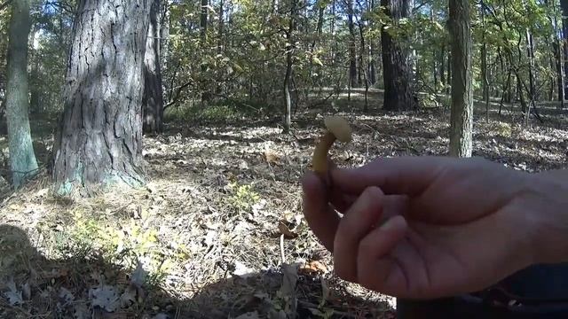 Гриб решітка ( козляк) тихе полювання смотреть онлайн