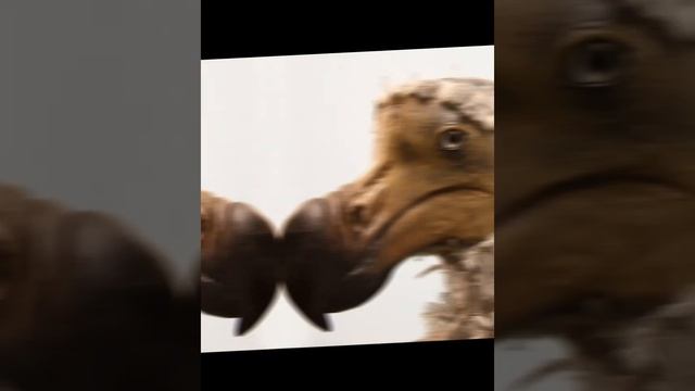 картинки додо (дронтов) #додо #shorts #шиш #птицы #юрскийпериод #динозавры #хочуврекомендации смотреть онлайн