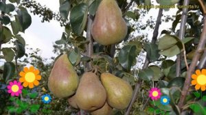 Груша Брянская красавица. Краткий обзор, описание характеристик pyrus communis Bryanskaya krasavits