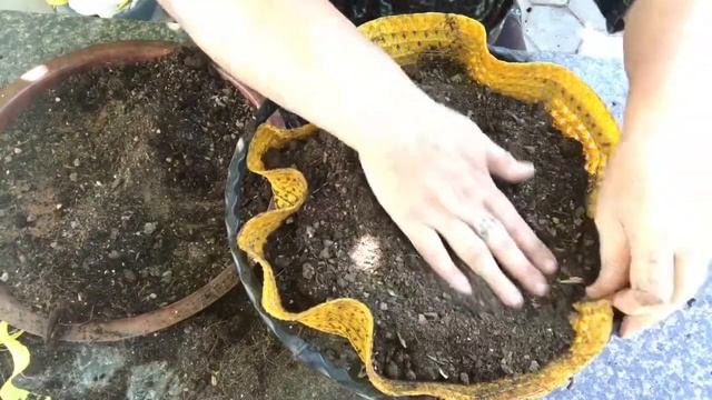 143. Ремонт уличного кашпо. Новая жизнь старой шляпы. Посадка неприхотливой сеткриазии. смотреть онлайн