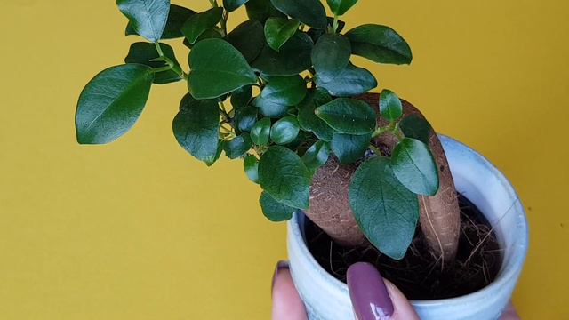 Ֆիկուս գինսենգի խնամքը: ☘️ Շատ հաճախ այս բույսը աճեցնում են որպես բոնսայ: смотреть онлайн