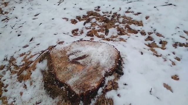 Ульяновский краевед обнаружил очередную вырубку деревьев в Винновской роще смотреть онлайн