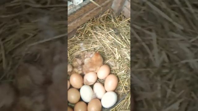 Курица-наседка вывела цыплят смотреть онлайн
