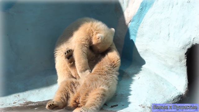 Медвежата белые_пушистые, ласковые, нежные_белые медвежата ❤ смотреть онлайн
