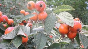 Как выращивать шиповник в домашних условиях