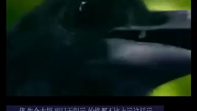 MV 1 [Oguri Shun] смотреть онлайн