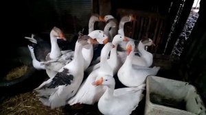 Причина неоплода гусиных яиц.