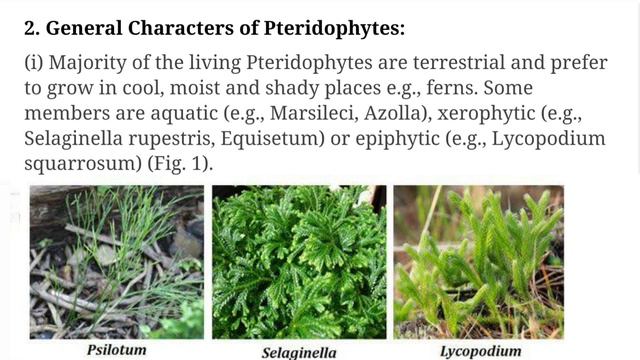 2nd Semester Pteridophytes/General Characteristics of Pteridophytes/Pteridophytes General Character смотреть онлайн