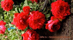 Роза канадская парковая Квадра ? роза Квадра обзор: как сажать саженцы розы Квадра