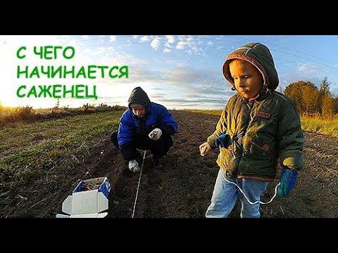 ТЫСЯЧА БУДУЩИХ САЖЕНЦЕВ СМОРОДИНЫ смотреть онлайн