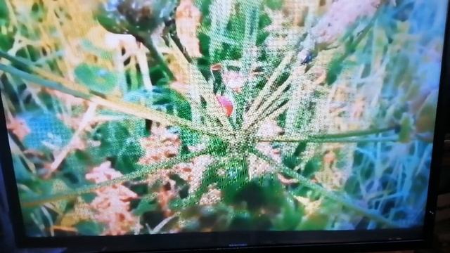 На горе, на горушке... смотреть онлайн