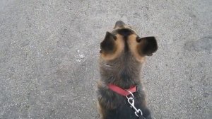 Как легко отучить собаку тянуть поводок во время прогулки/ о породе / немецкая овчарка/