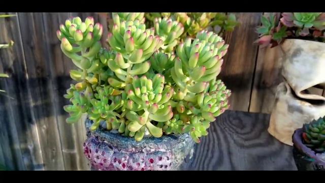 Echeveria agavoides Lipstick. Ebony. 멕시코환엽마리아. 아가보이데스 매혹의 창들과 빨주노초파남보 여러색의느낌으로 물들은 라밀라떼철화도 꼭 구경하세요 смотреть онлайн