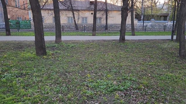 Казань. Весенние первоцветы. Сквер медицинских работников. Апрель 2023 года. смотреть онлайн