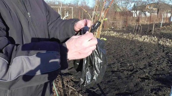 Отзыв №4 об интернет магазине sad-i-ogorod ru (Сад и огород от НПО Сады России)