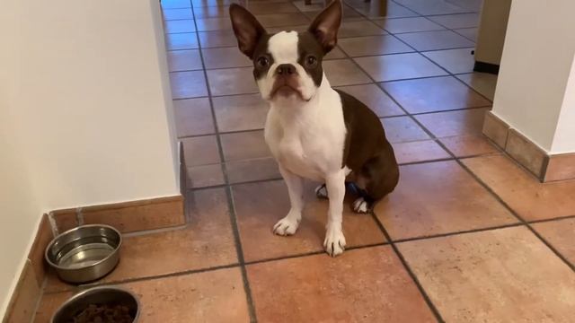 кормёжка собаки Бостон Терьер | Feeding the Boston Terrier dog смотреть онлайн