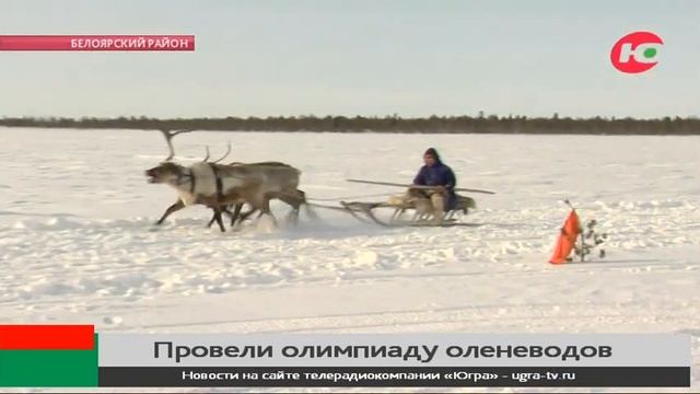 В Белоярском районе прошла юбилейная олимпиада оленеводов смотреть онлайн
