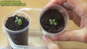 Выращивание калибрахоа из семян.