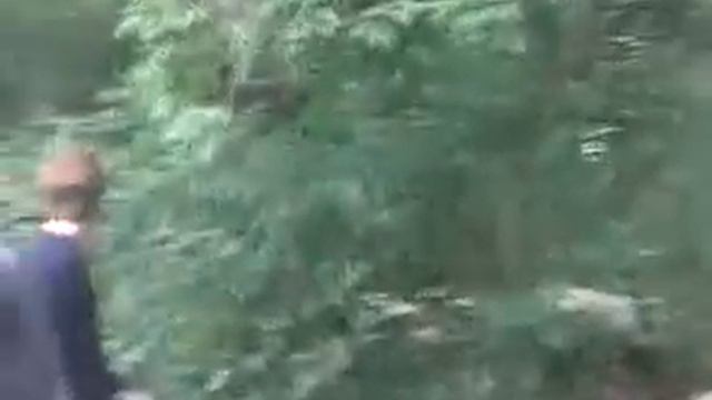 Дикий кот напал на людей!! смотреть онлайн