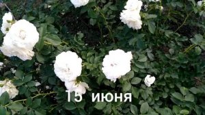Белая роза «Космос». Лето 2021.