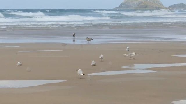 Unhappy cries of seagulls near the sea / Недовольные крики чаек возле моря смотреть онлайн