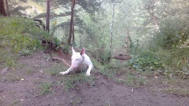 Раджа бультерьер в Гродно гуляем смотреть онлайн