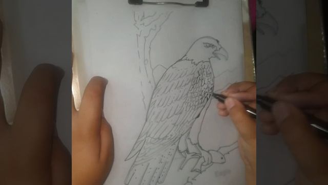 How to trace eagle !! learn tracing skill !! step by step !!easy trace смотреть онлайн
