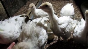 Индейка Хайбрид Конвертер от А до Я / все пропойки