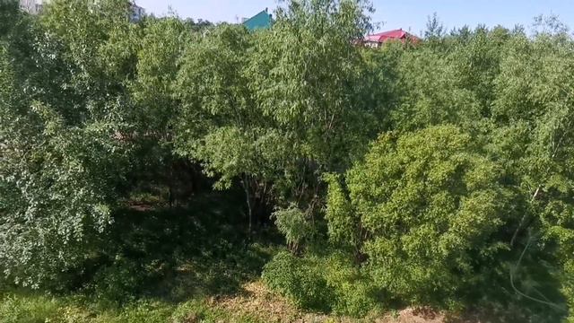 готовлю папоротник /Дальний Восток /утро/#биробиджан #мысли папоротник #воспоминания смотреть онлайн