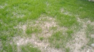 Чем удобрять газон?!