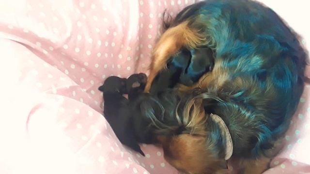 Что за зверек?или какой породы хомячок?)))влог смотреть онлайн