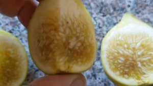 Инжир сорта Yellow long neck fig