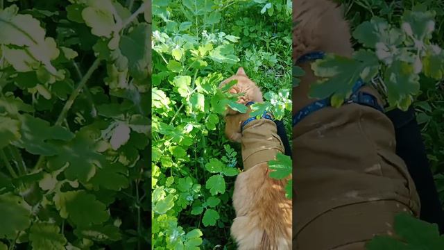 В углу двора трава по пояс смотреть онлайн