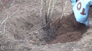 Что делать, если голубика плохо растет