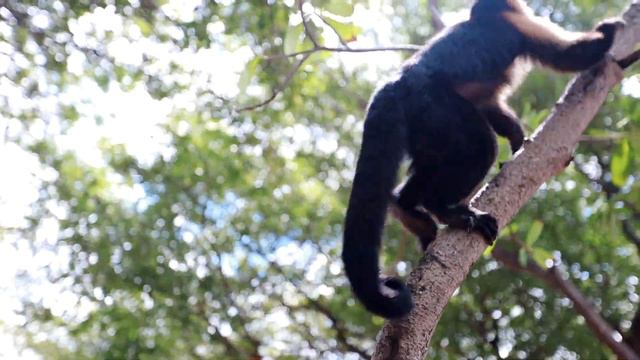 Costa Rica November 2018 смотреть онлайн