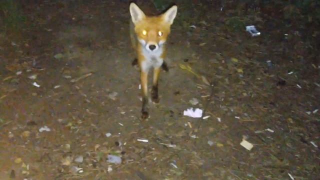 Лисичка в Кузьминском лесопарке смотреть онлайн